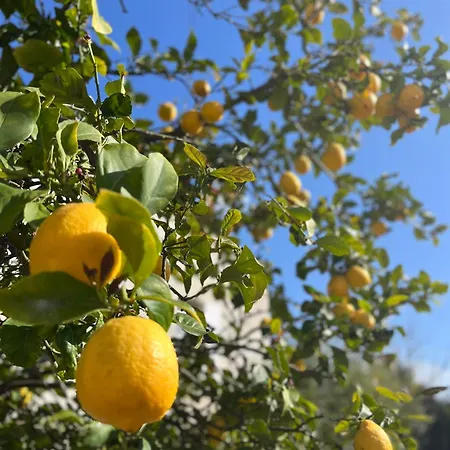 Daire Rez De Avec Jardinet Proche De La Hyères