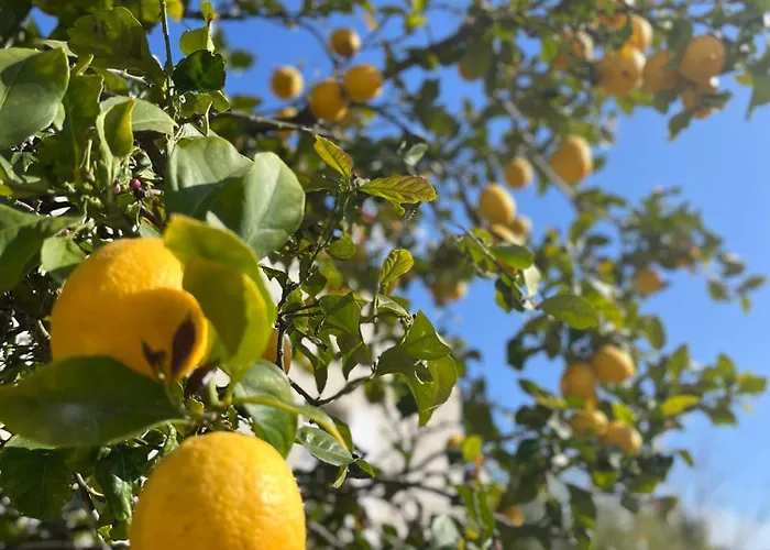 Daire Rez De Avec Jardinet Proche De La Hyères